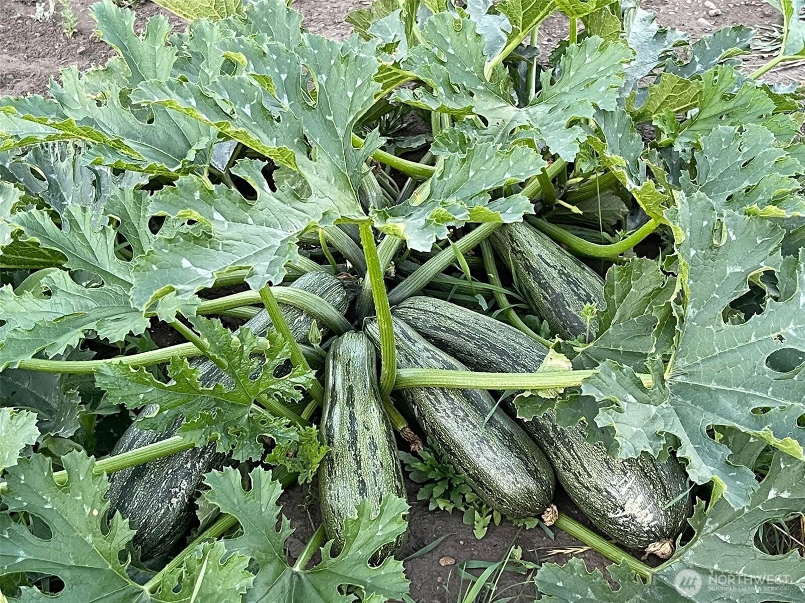 54 Hardrock Road Republic, WA 99166 - Photo 20 of 36 a plant with a plant