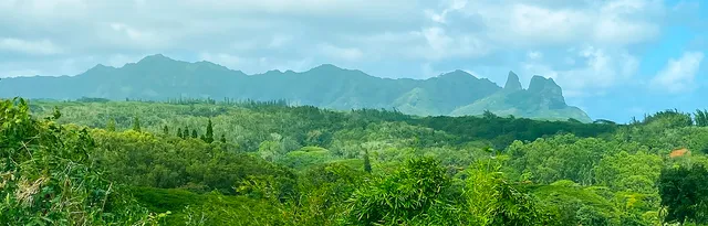a view of a lush green forest with trees in the background