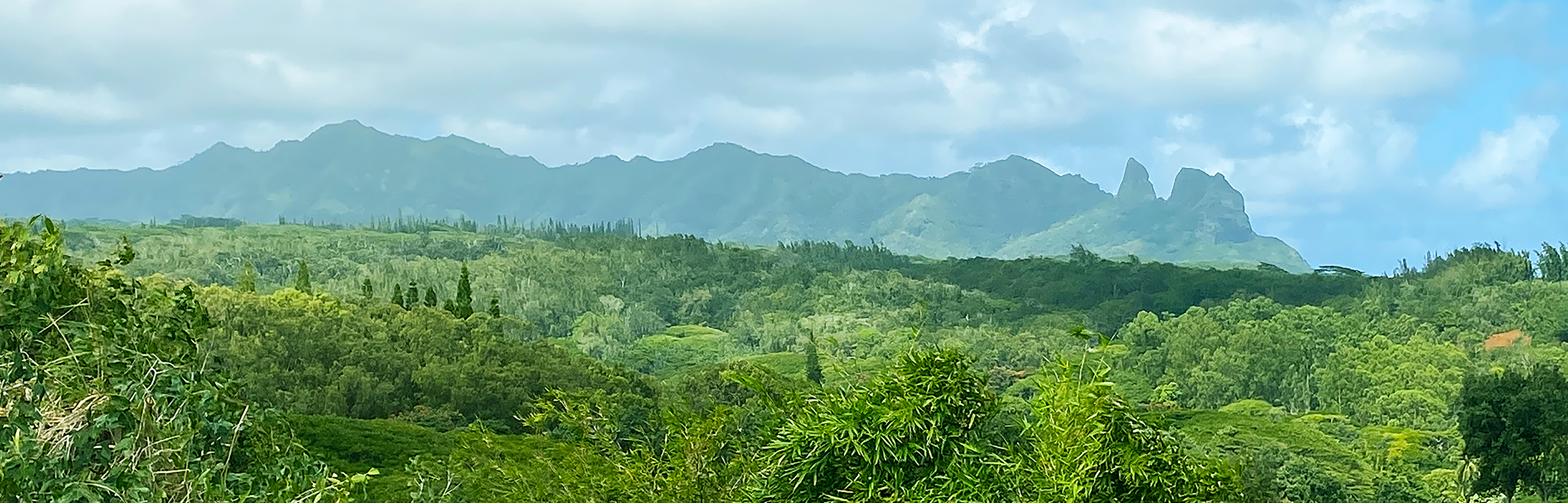 a view of a lush green forest with trees in the background