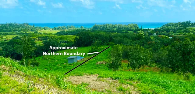 a view of a lush green space