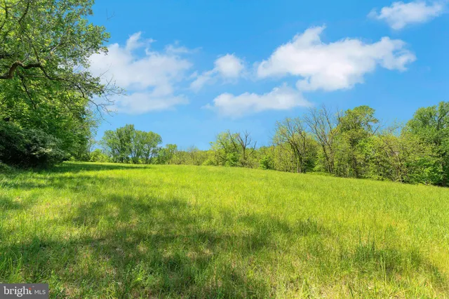 a view of backyard with large trees