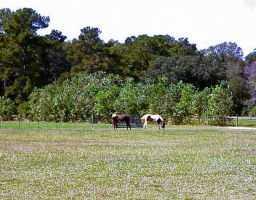76513 Crockett Road Folsom, LA 70437 - Photo 6 of 6