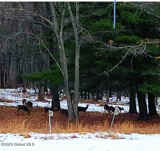 159 Cordell Road Colonie, NY 12303 - Photo 5 of 26 Deer