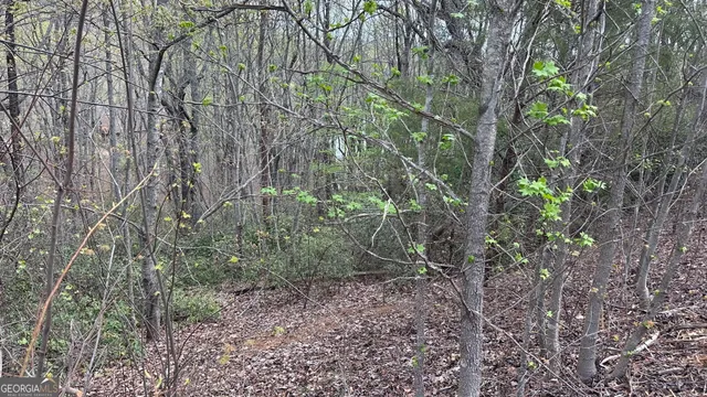 a view of a yard with plants and tree