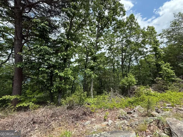 a view of a lush green forest