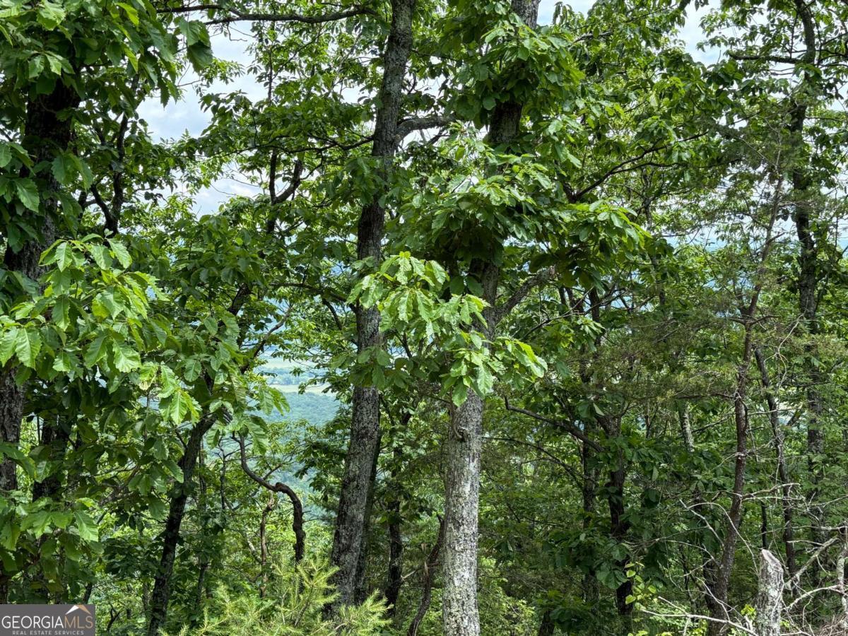 157 Hwy Menlo, GA 30731 - Photo 11 of 12 a view of a tree