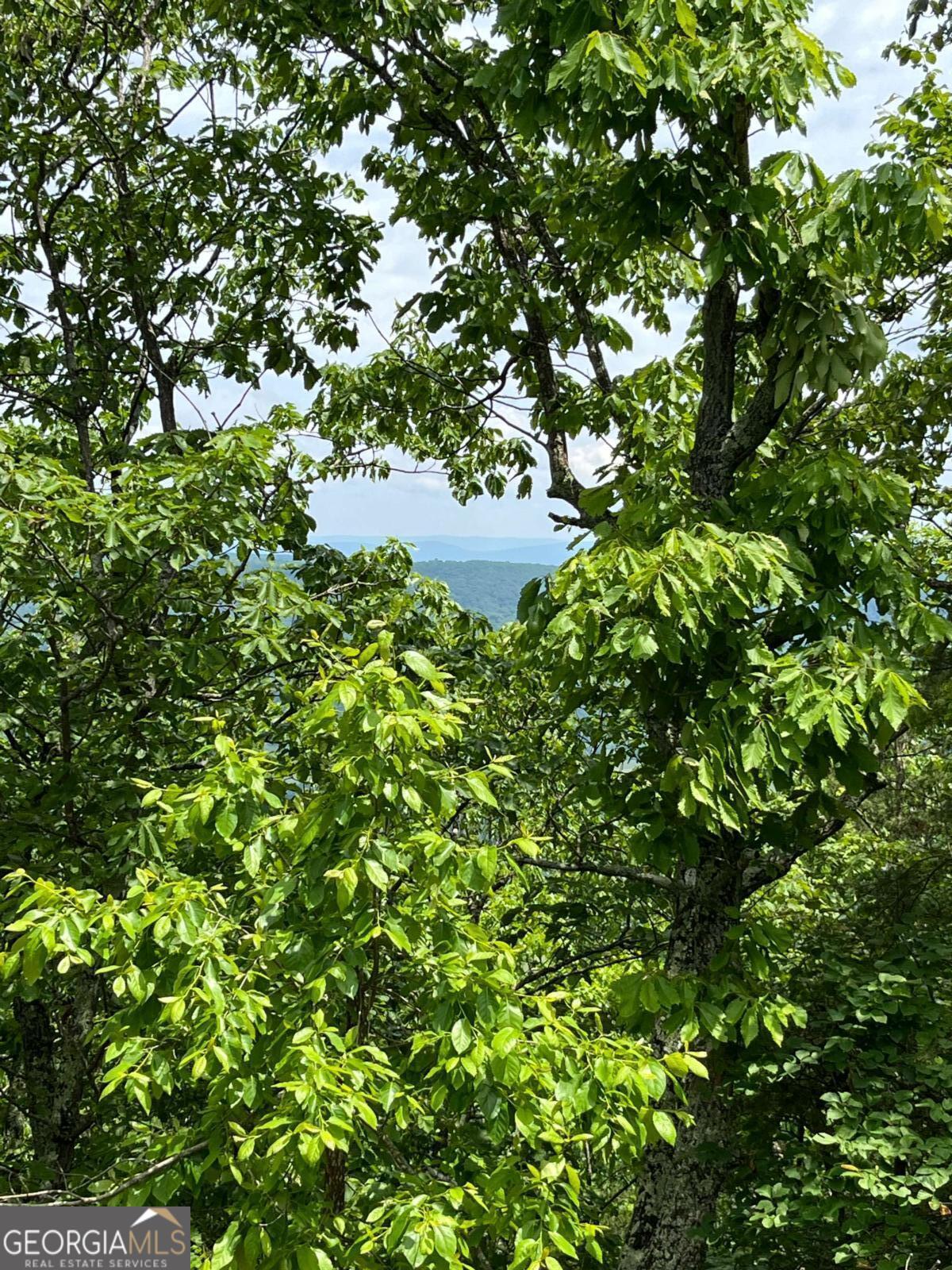 157 Hwy Menlo, GA 30731 - Photo 4 of 12 a picture of tree