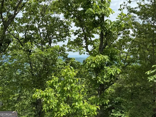 a view of a tree