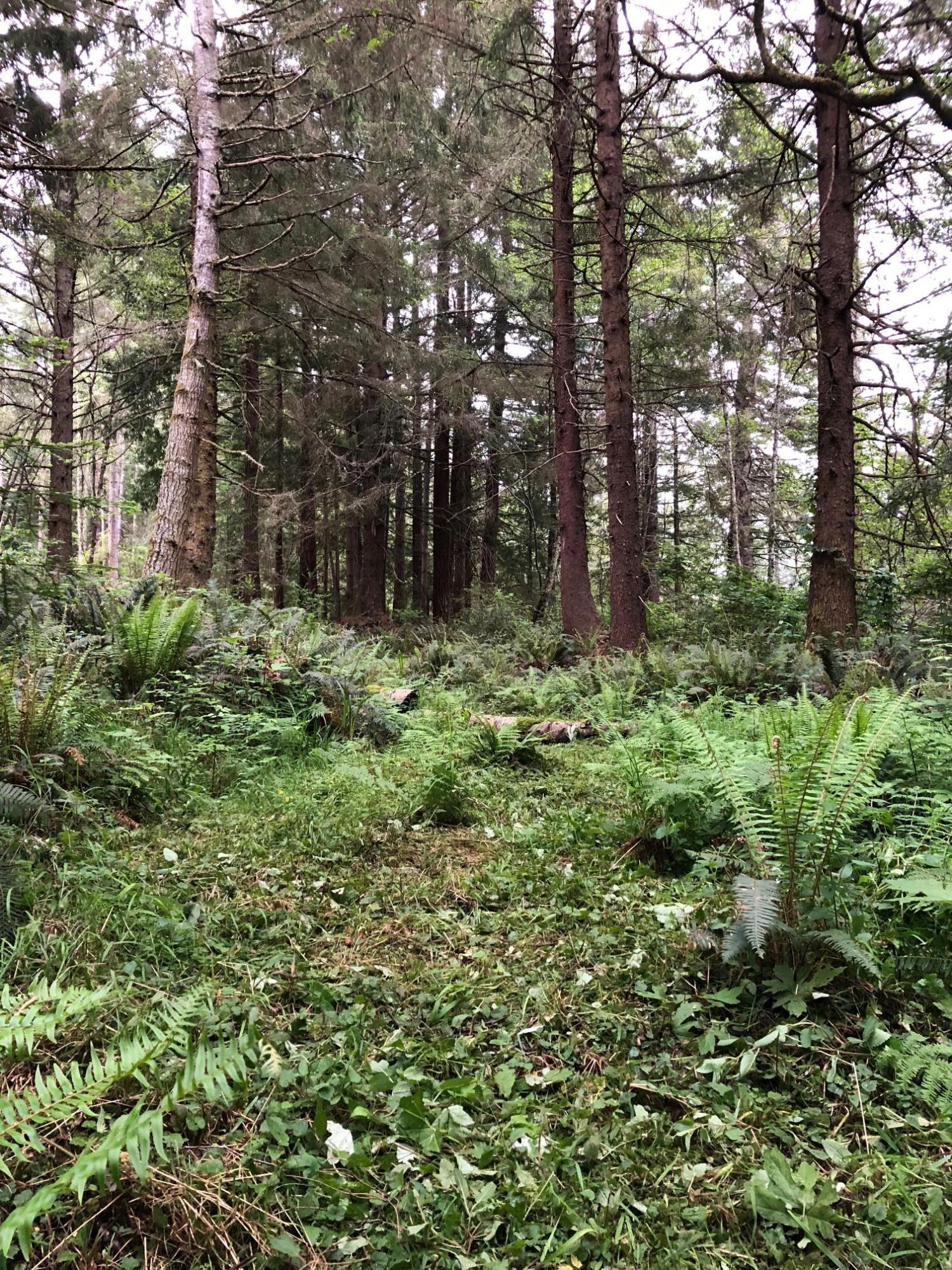 0 Splinter Lane Arcata, CA 95521 - Photo 13 of 15