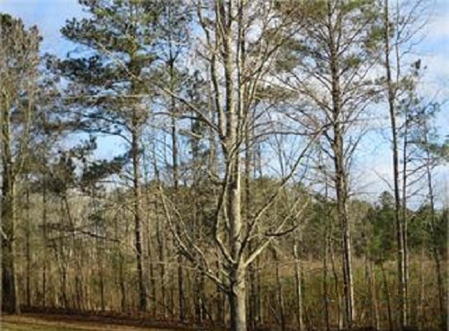 0 Gum Creek Circle Roopville, GA 30170 - Photo 1 of 1 Gallery Image 1