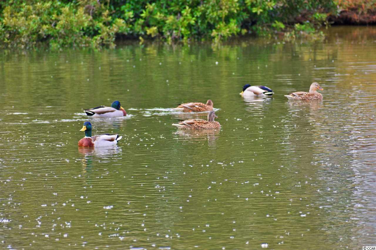 298 Sugar Mill Loop Myrtle Beach, SC 29588 - Photo 31 of 36
