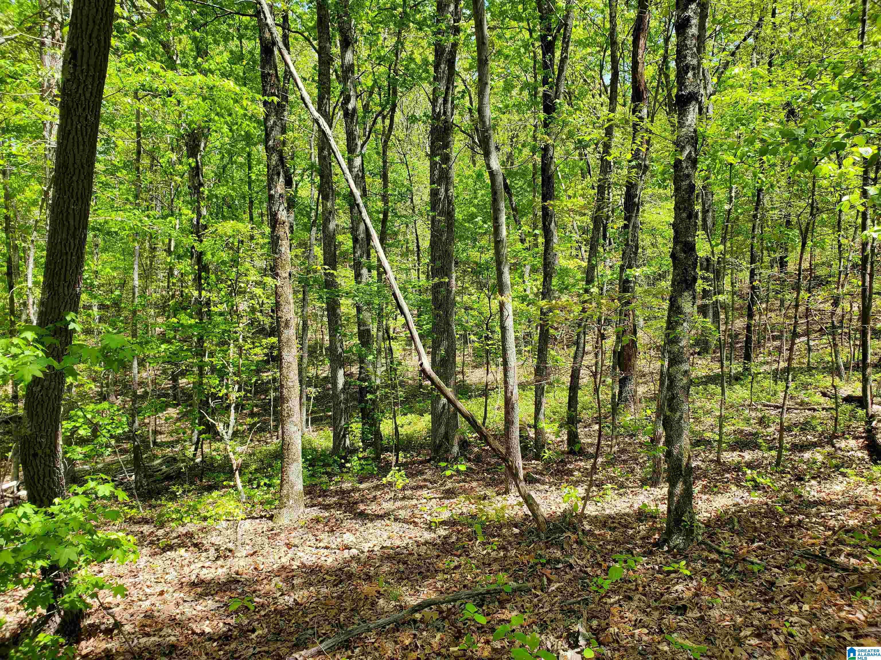 31 County Road Ashville, AL 35953 - Photo 8 of 14