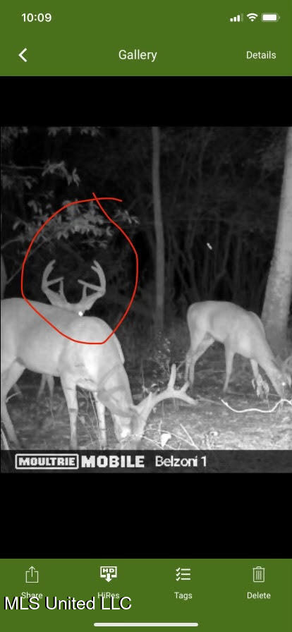 Gun Baoyu Road Belzoni, MS 39038 - Photo 19 of 32 gb15