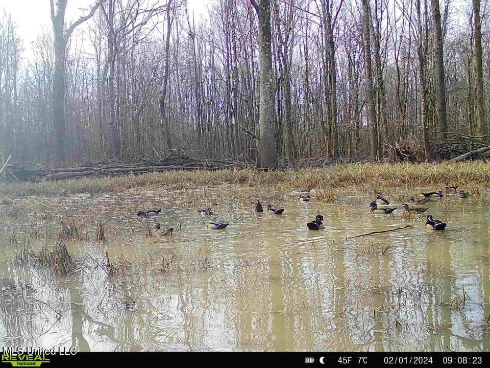 Gun Baoyu Road Belzoni, MS 39038 - Photo 20 of 32 gb13