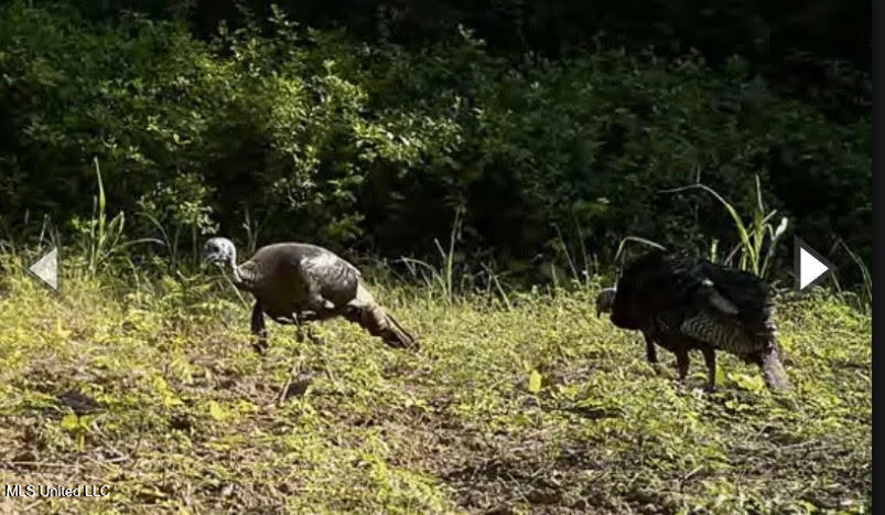 Gun Baoyu Road Belzoni, MS 39038 - Photo 25 of 32 gb34