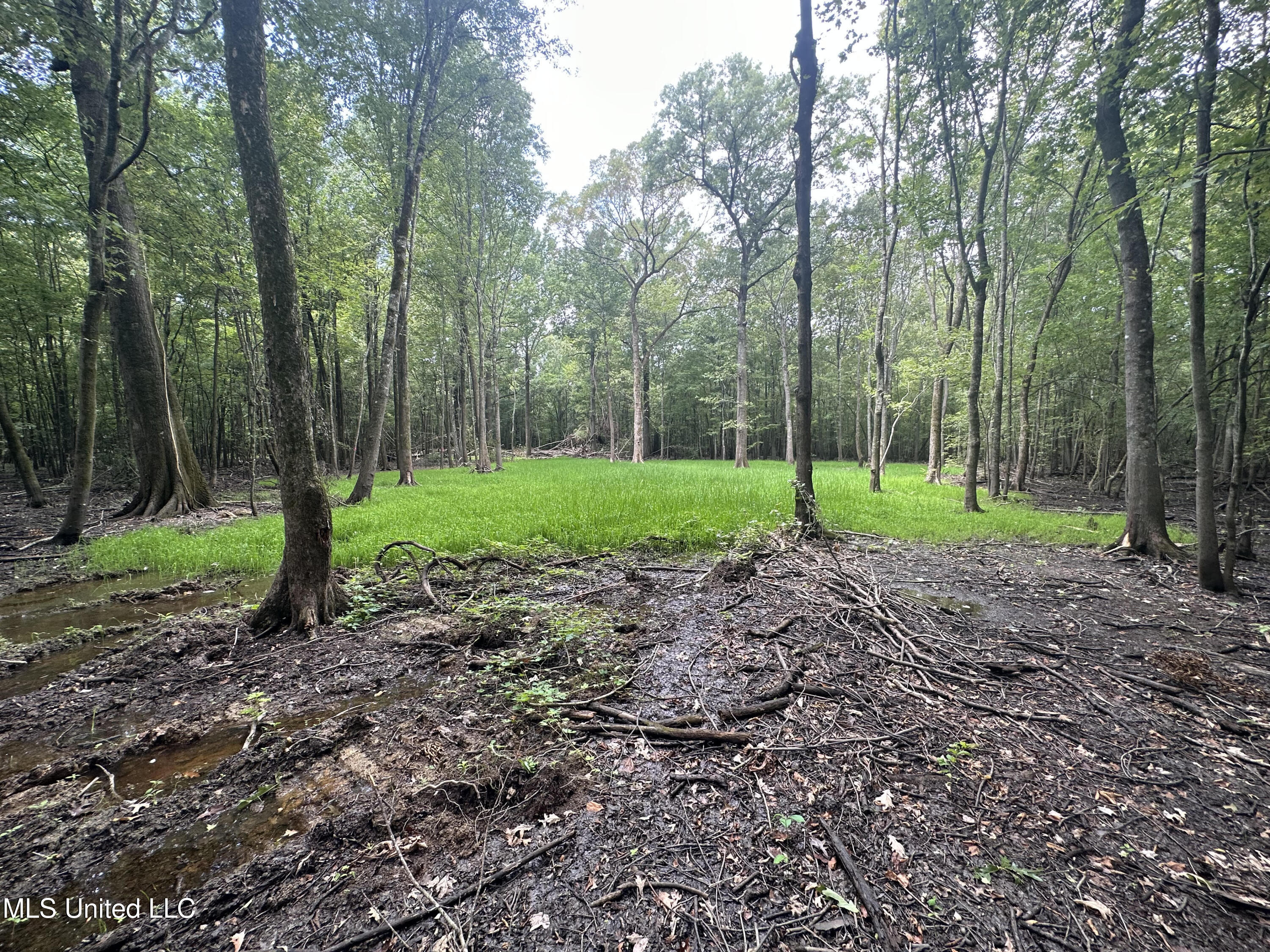 Gun Baoyu Road Belzoni, MS 39038 - Photo 3 of 32 gb36