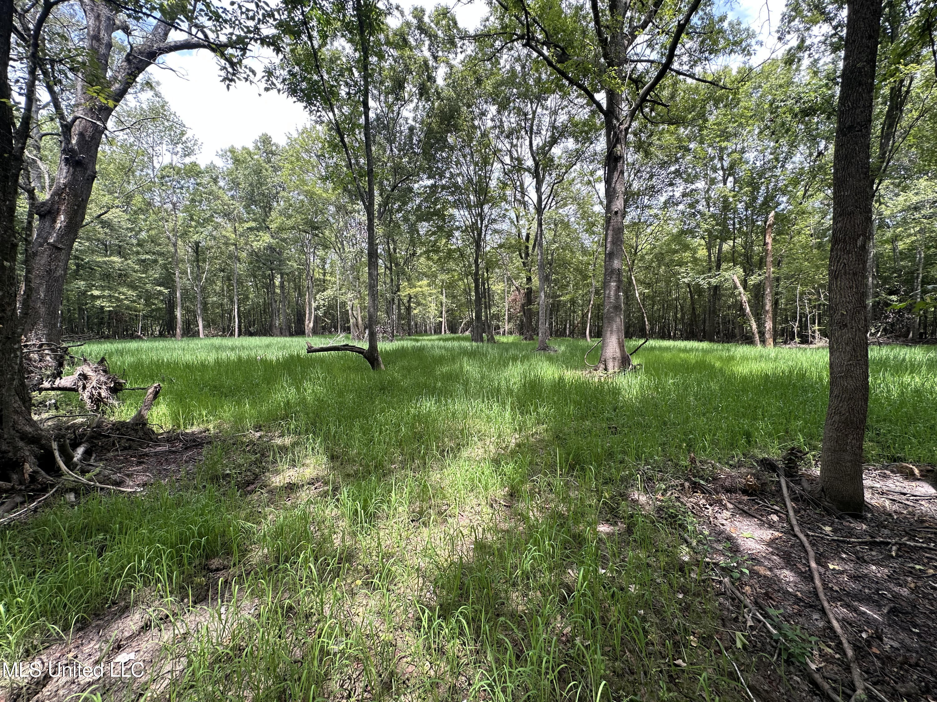 Gun Baoyu Road Belzoni, MS 39038 - Photo 4 of 32 gb37