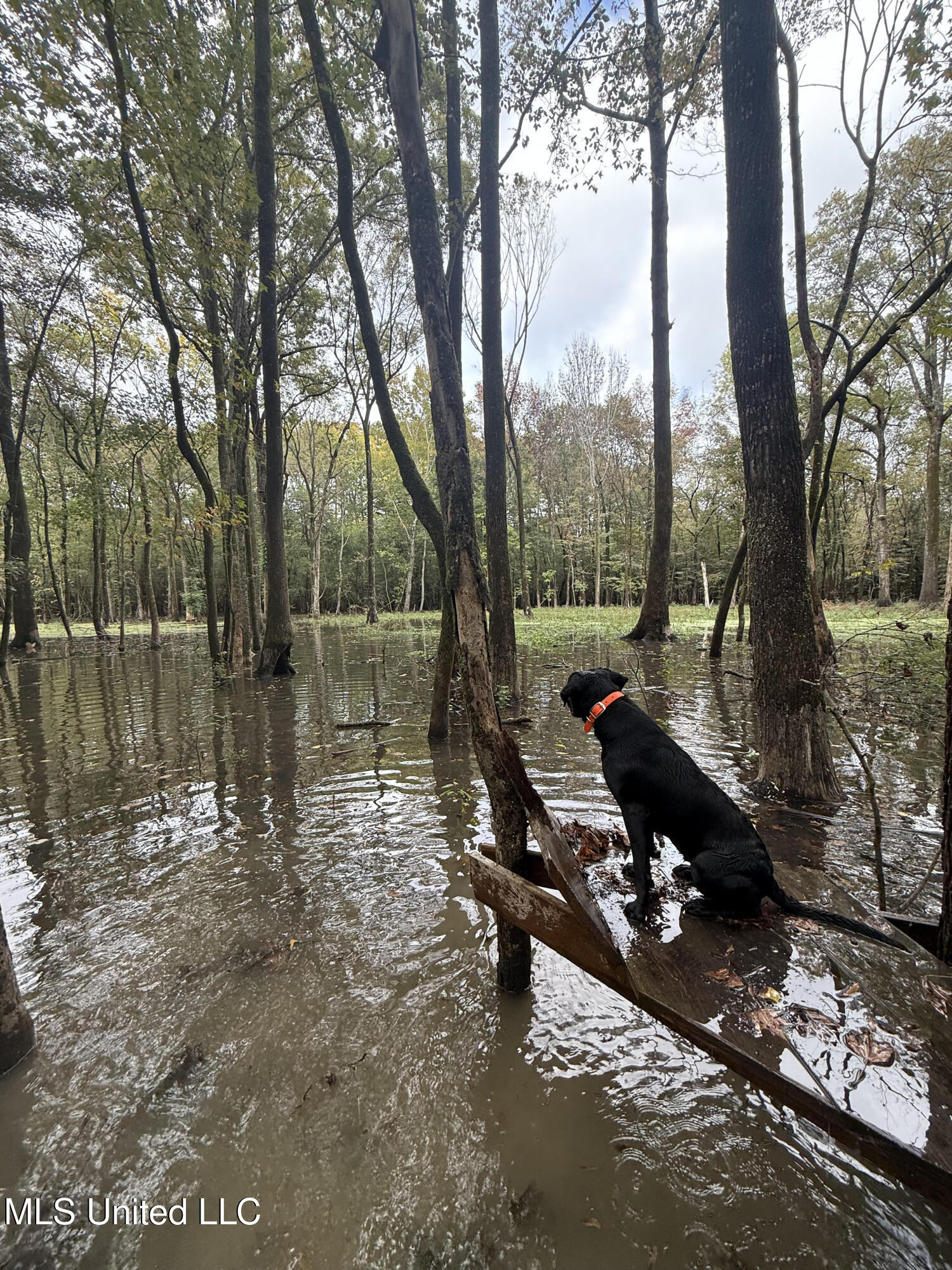 Gun Baoyu Road Belzoni, MS 39038 - Photo 5 of 32 gb28