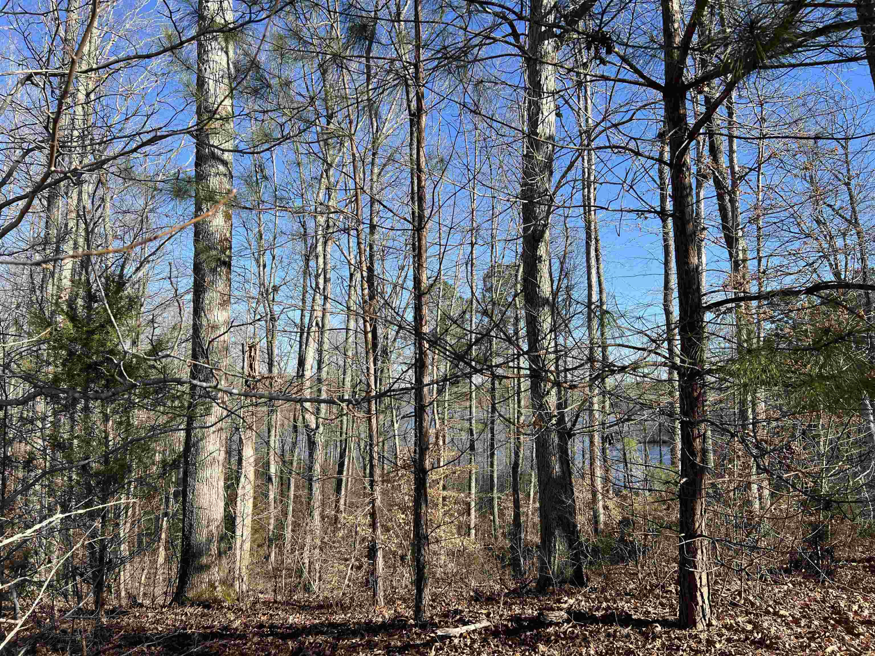 0 Excalibur Trail (lot 237) Cedar Grove, TN 38321 - Photo 2 of 12 a view of a yard