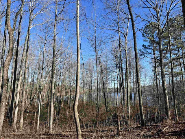 a view of a yard with plants and trees