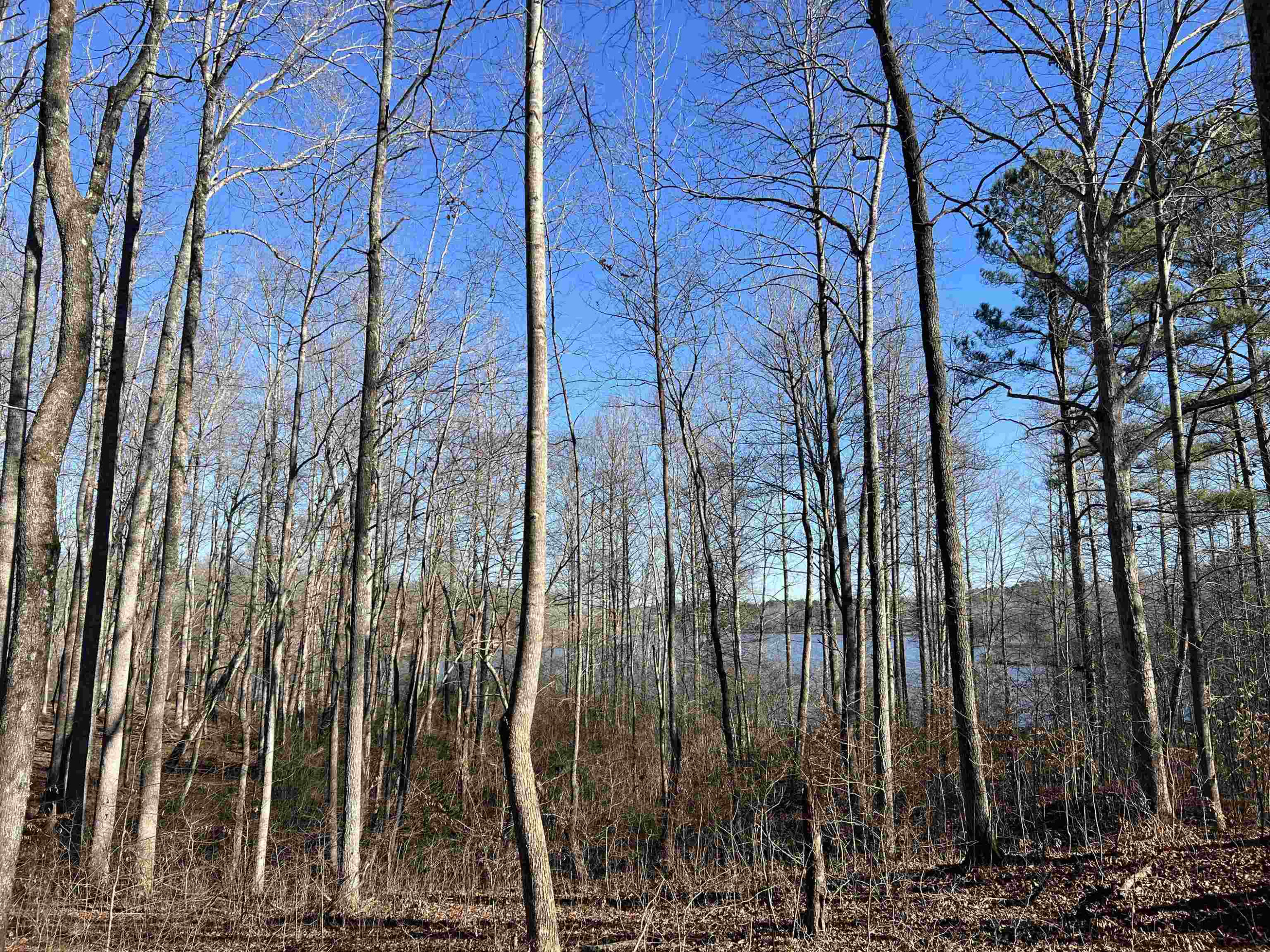 0 Excalibur Trail (lot 237) Cedar Grove, TN 38321 - Photo 3 of 12 a view of a yard with plants and trees