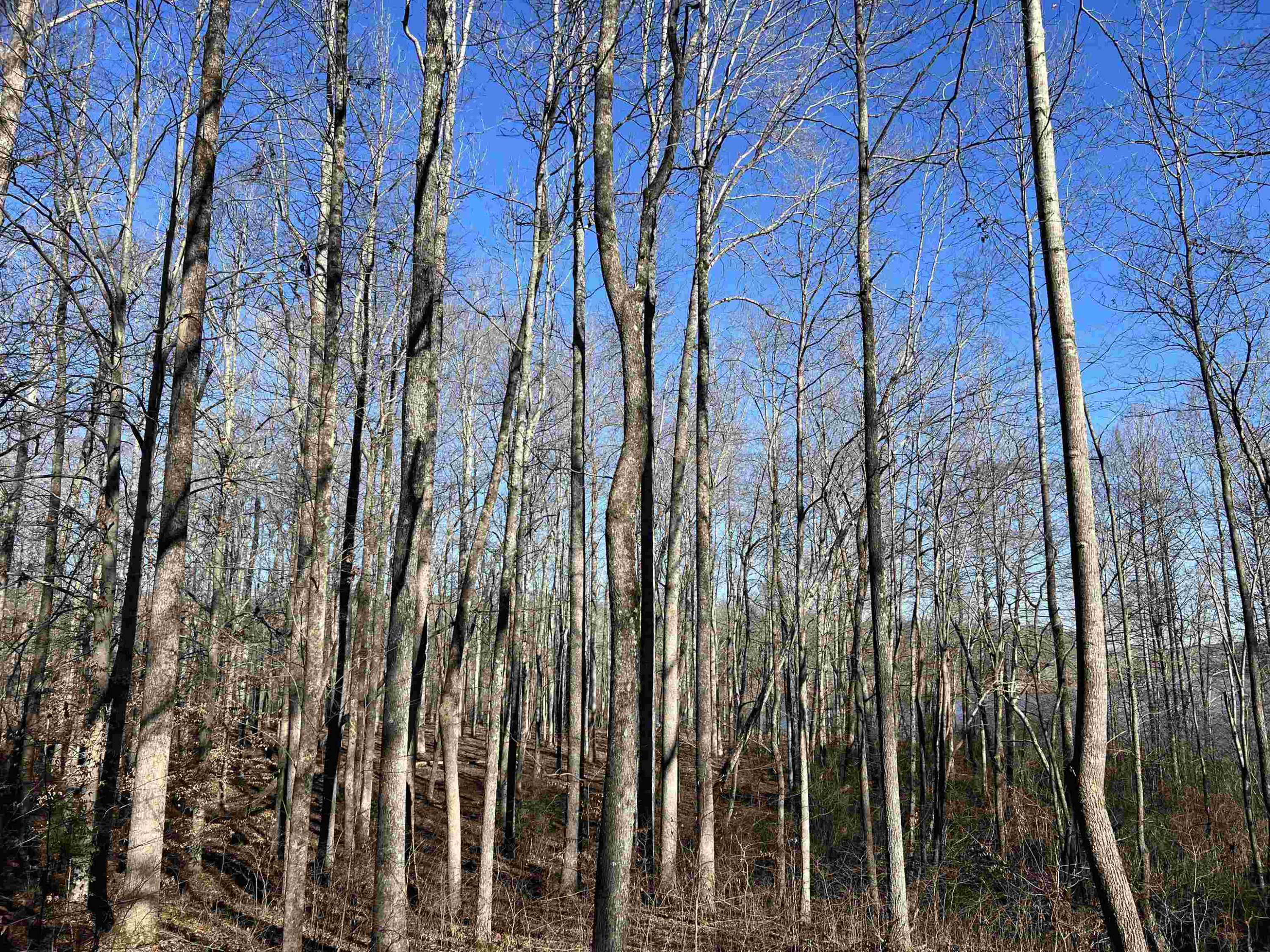 0 Excalibur Trail (lot 237) Cedar Grove, TN 38321 - Photo 4 of 12 a view of forest