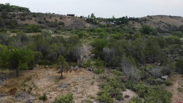 a view of a forest with a street
