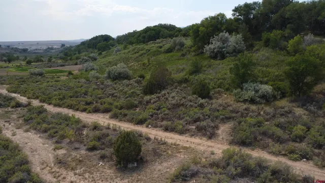 a view of a forest with a street