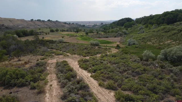 a view of a forest with trees in the background