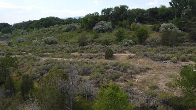 a view of a forest with trees in the background