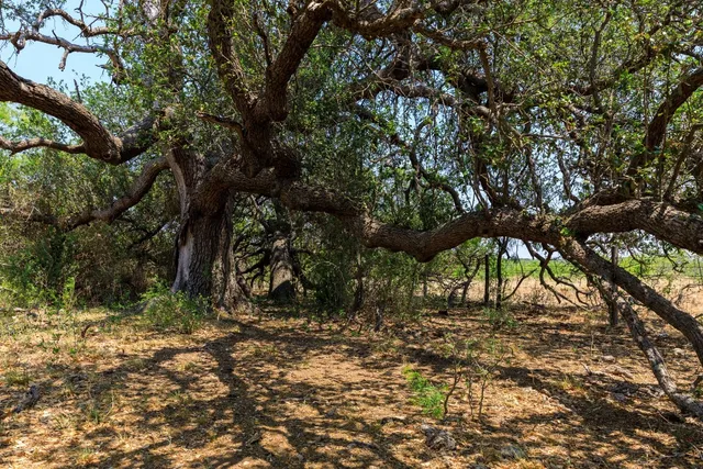 a view of tree in a yard
