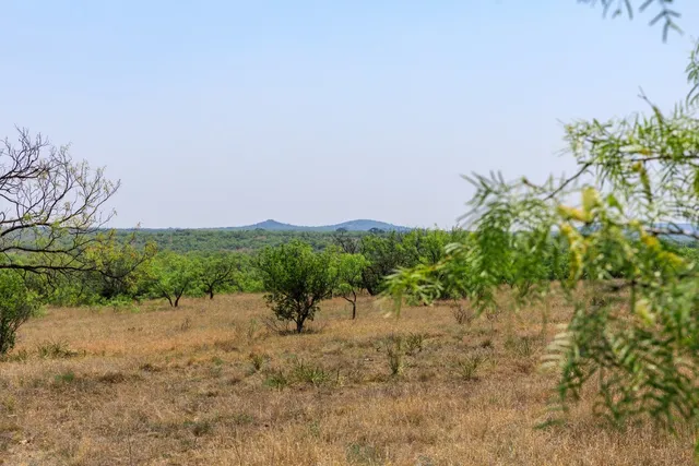 a view of a yard with a tree