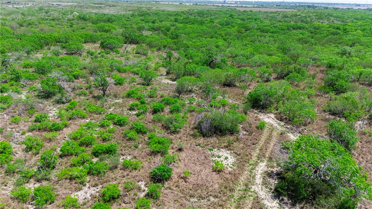 0 County Road 441 Mathis, TX 78368 - Photo 13 of 25 a view of a lush green forest with lots of trees