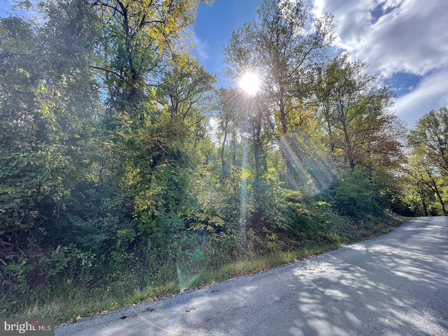 a view of forest