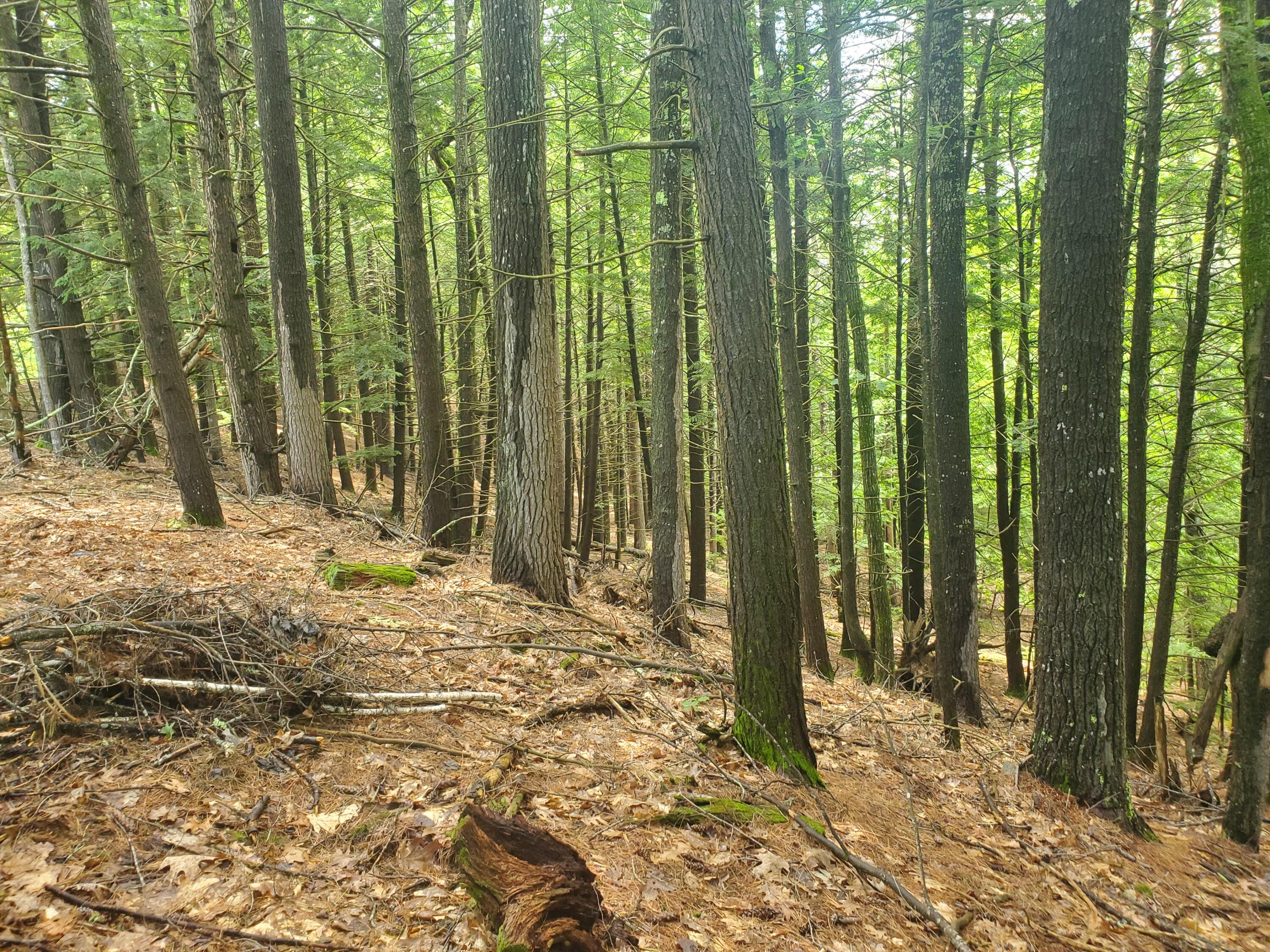 Lot #36 Beaver Brook Road Limerick, ME 04048 - Photo 13 of 18 20260626_133916