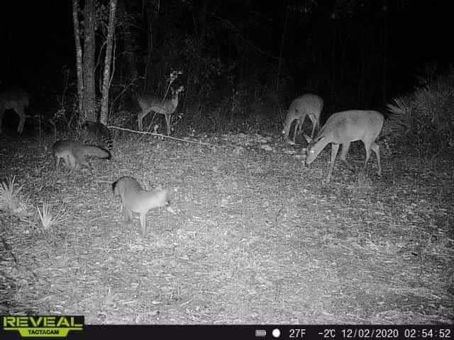 1356 Coxstill Road Adel, GA 31620 - Photo 70 of 71 Gallery Image 70