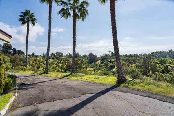 a view of a garden with palm tree