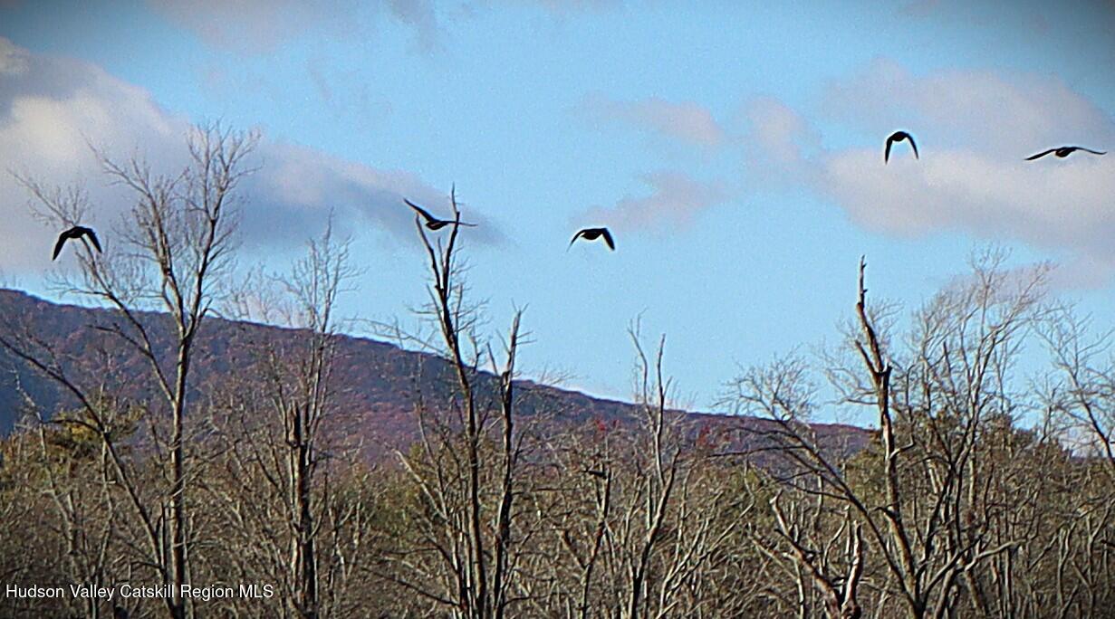 132 Dutchtown Road Saugerties, NY 12477 - Photo 44 of 45 a view of a dry yard