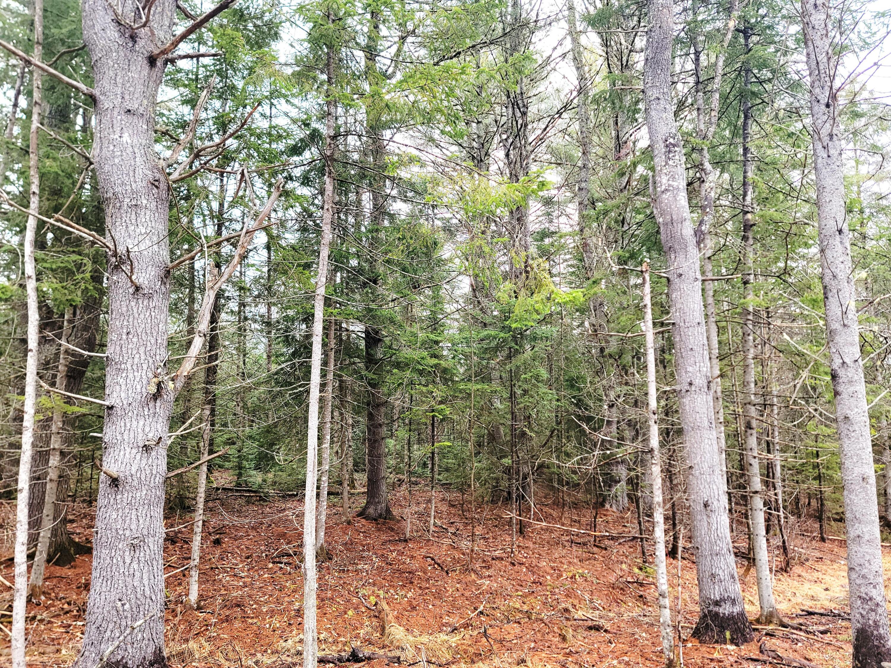 217 Frost Mill Road Mariaville, ME 04605 - Photo 16 of 32 217 Frost Mill