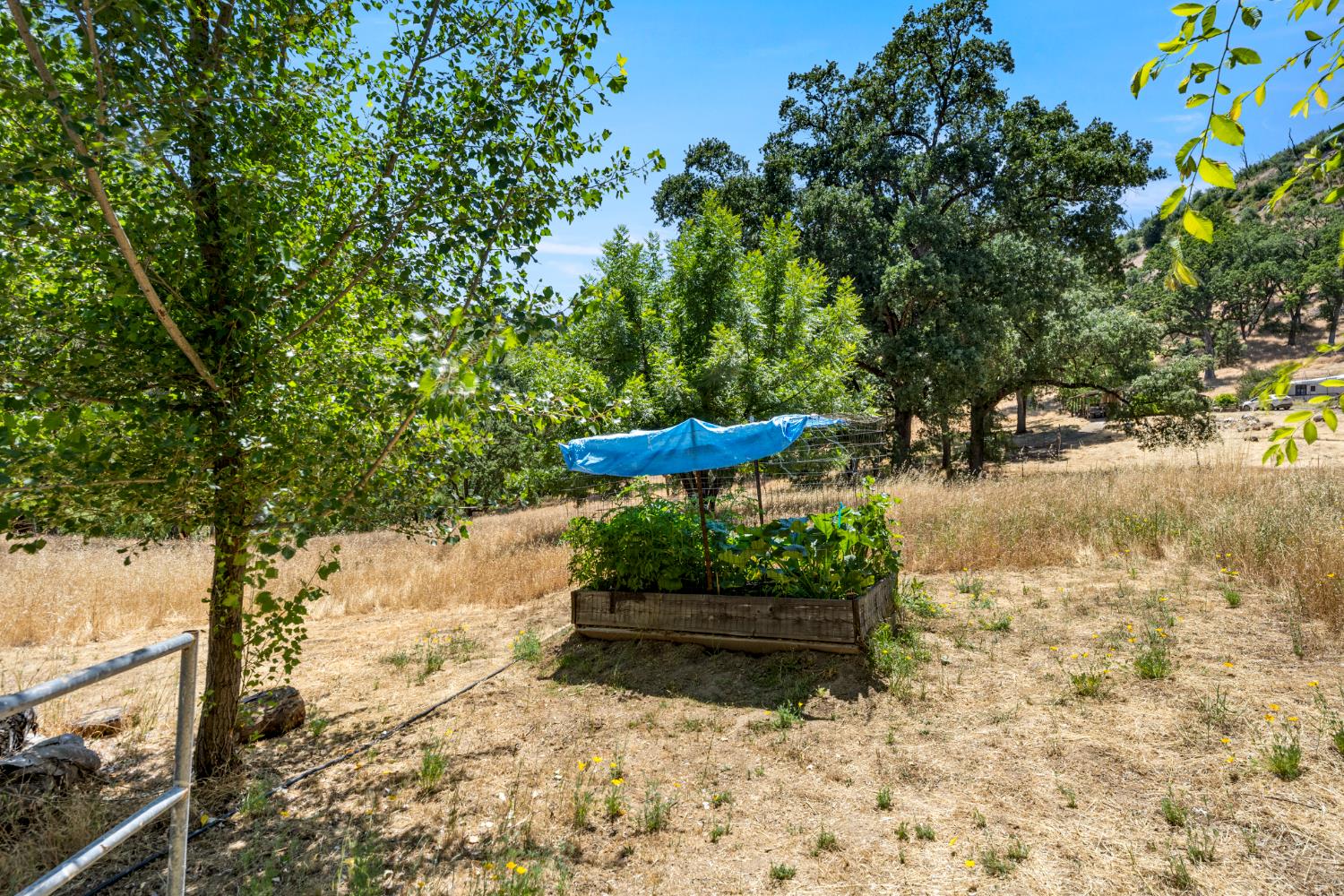 2162 Painted Pony Road Somerset, CA 95684 - Photo 58 of 72 a view of a yard with plants and trees