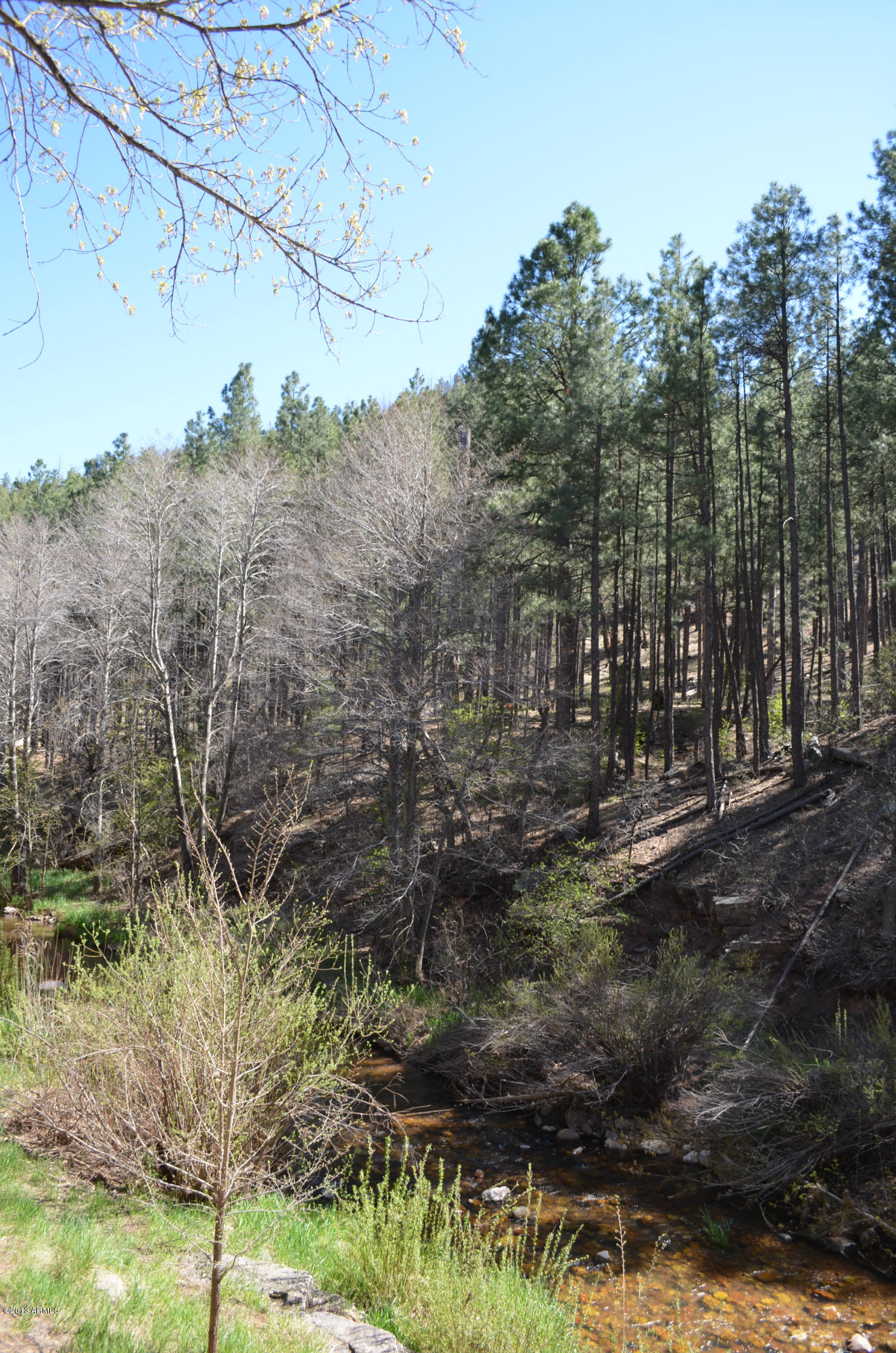 506 Buenagua Road Payson, AZ 85541 - Photo 19 of 19 The forest is your backyard playground