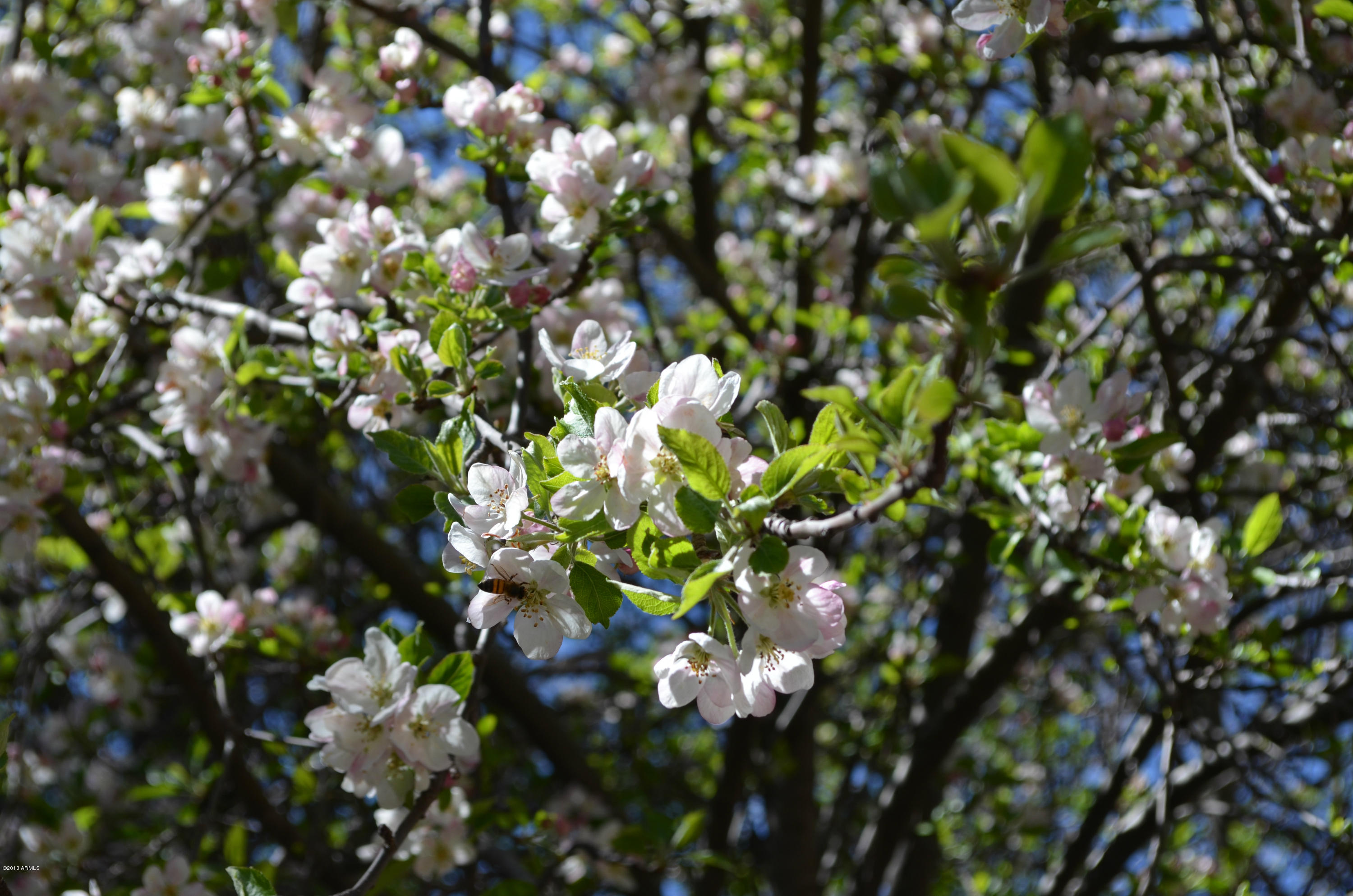 506 Buenagua Road Payson, AZ 85541 - Photo 4 of 19 Fruit tree in front