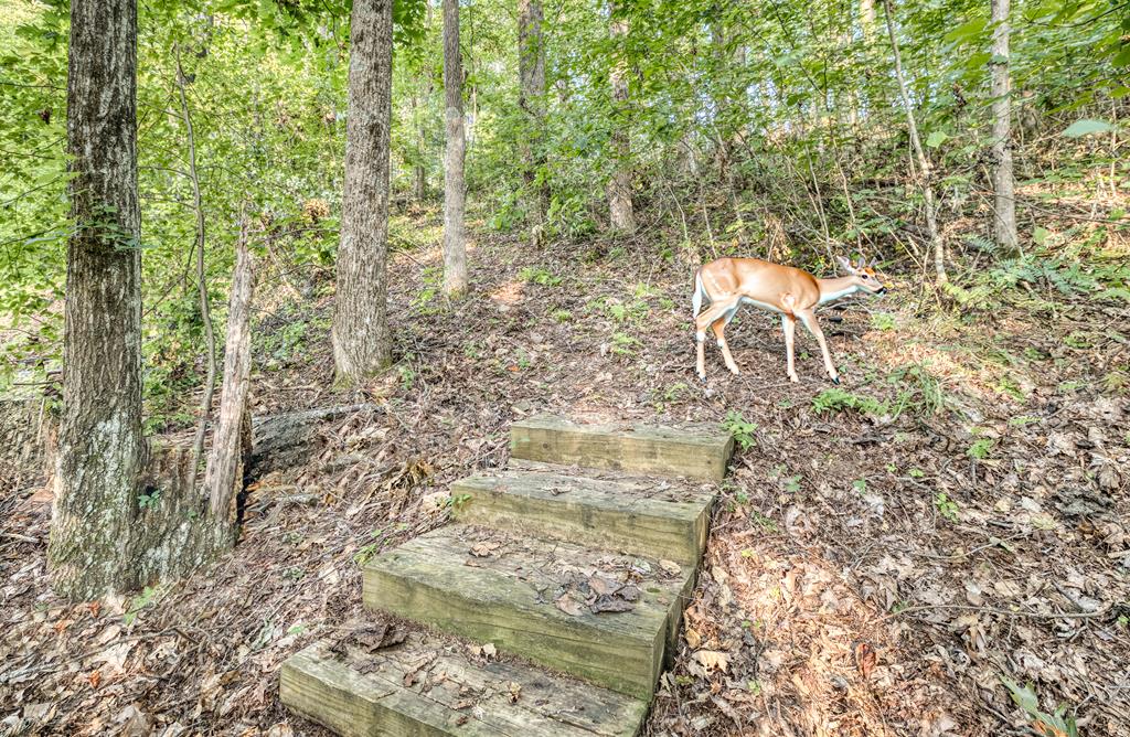 1447 Grandeur Drive Blue Ridge, GA 30513 - Photo 55 of 60