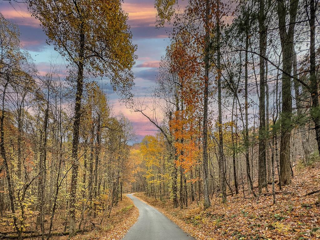 1447 Grandeur Drive Blue Ridge, GA 30513 - Photo 7 of 60 a view of outdoor space with lots of trees