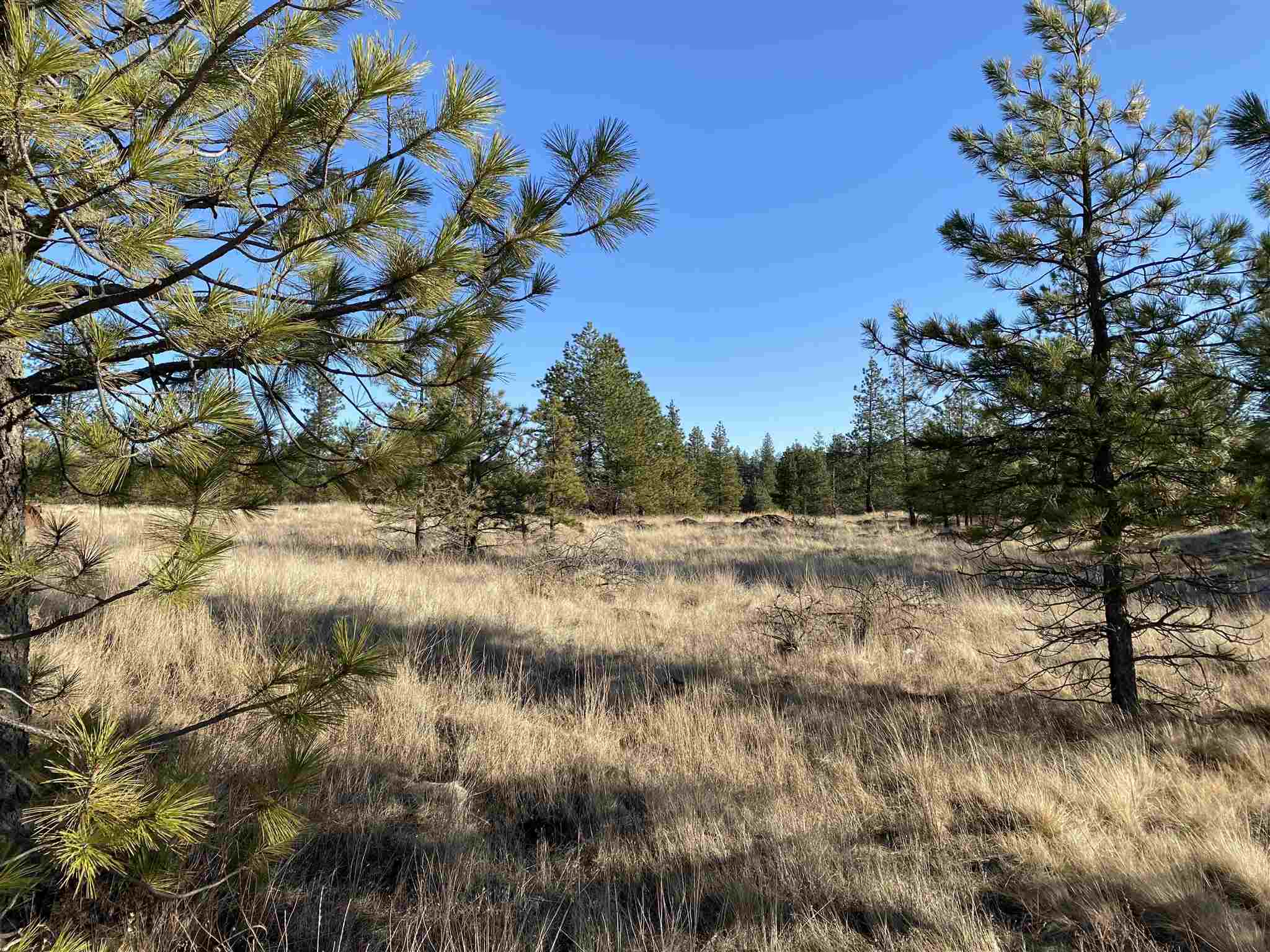 19609 South Harrison Road Edwall, WA 99008 - Photo 18 of 20