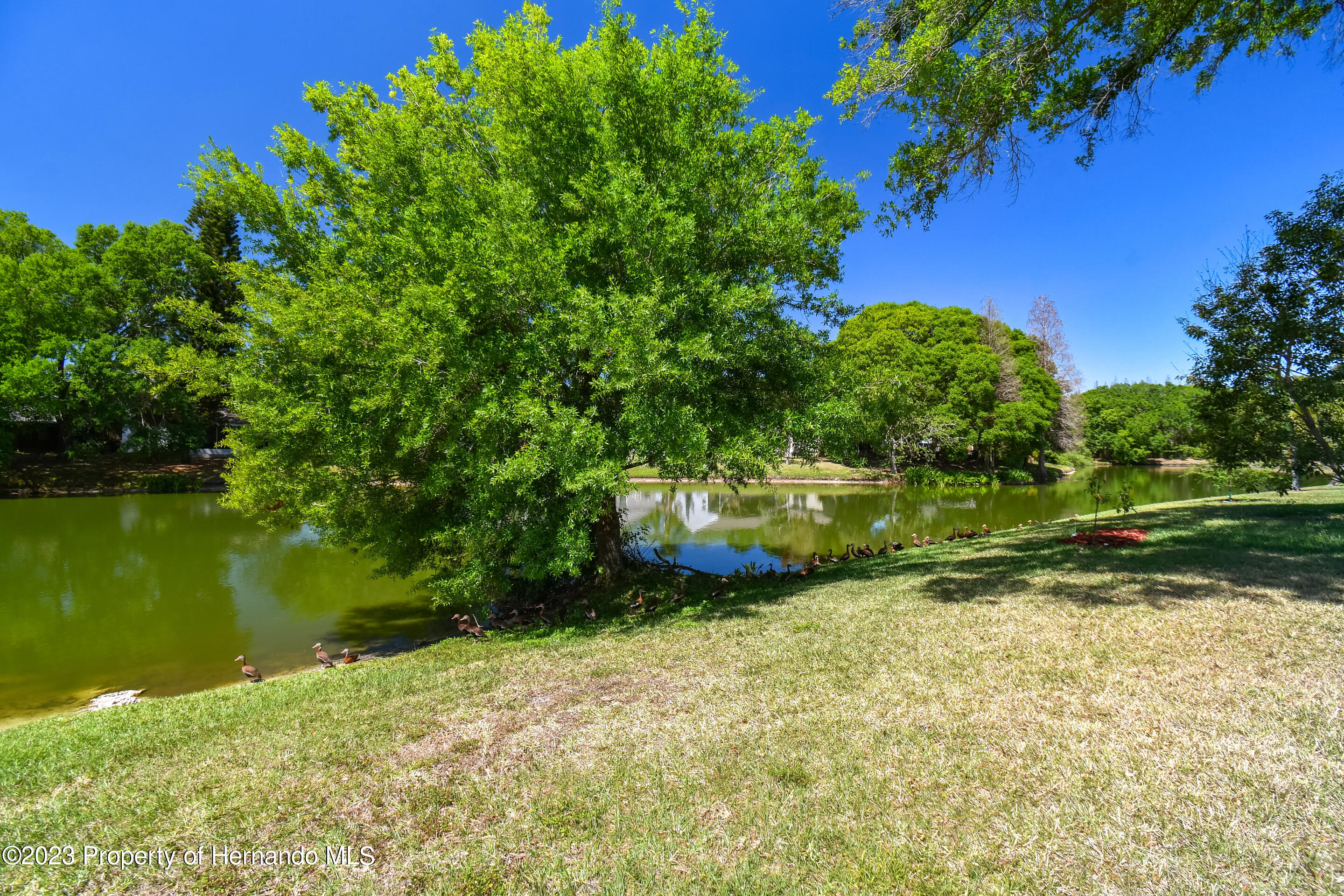 1735 Elk Spring Drive Brandon, FL 33511 - Photo 30 of 49 a view of a garden with an outdoor space