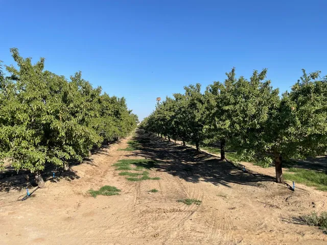 a view of house with yard and trees in the background