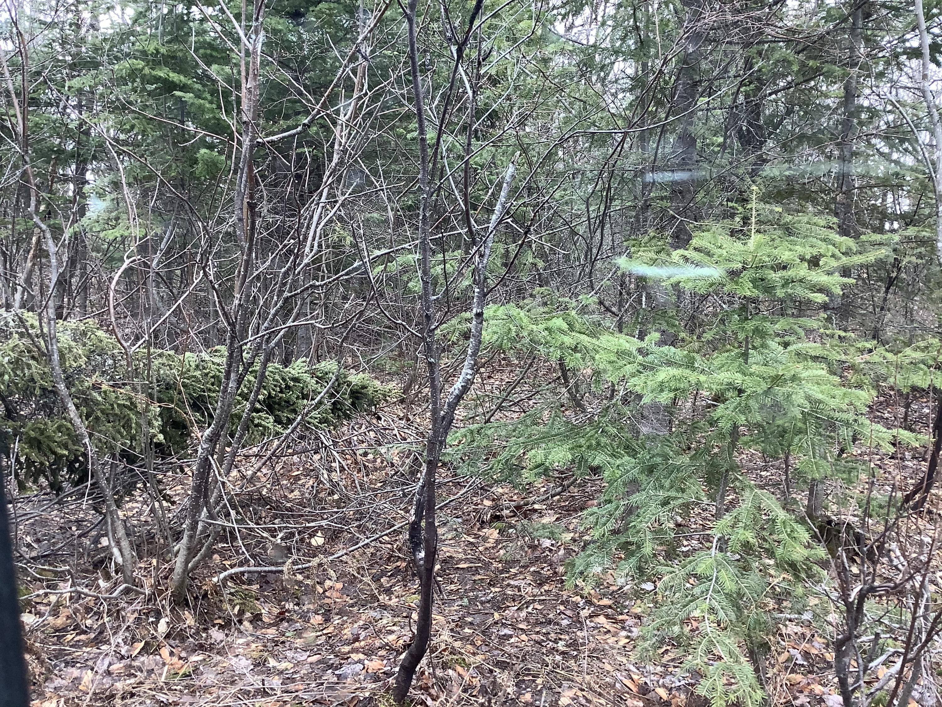 480 Marquis Road Fort Kent, ME 04743 - Photo 5 of 6 FD0BD862-C147-4689-BB85-5016E3D4DB7B