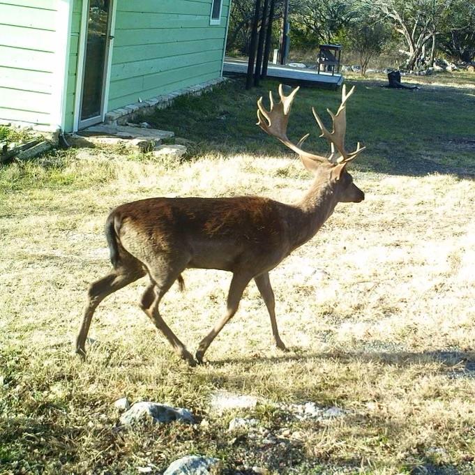 134 White Pearl Road Hunt, TX 78024 - Photo 34 of 40 a view of swimming pool with a yard