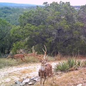 134 White Pearl Road Hunt, TX 78024 - Photo 35 of 40 a backyard of a house with a yard and outdoor seating